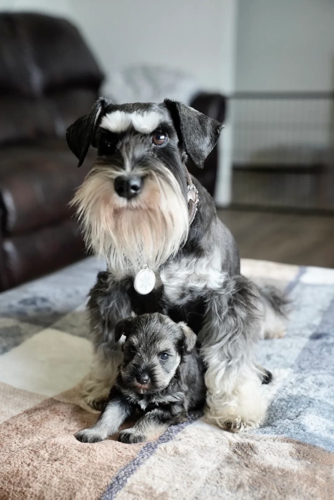 Our Schnauzer Moms