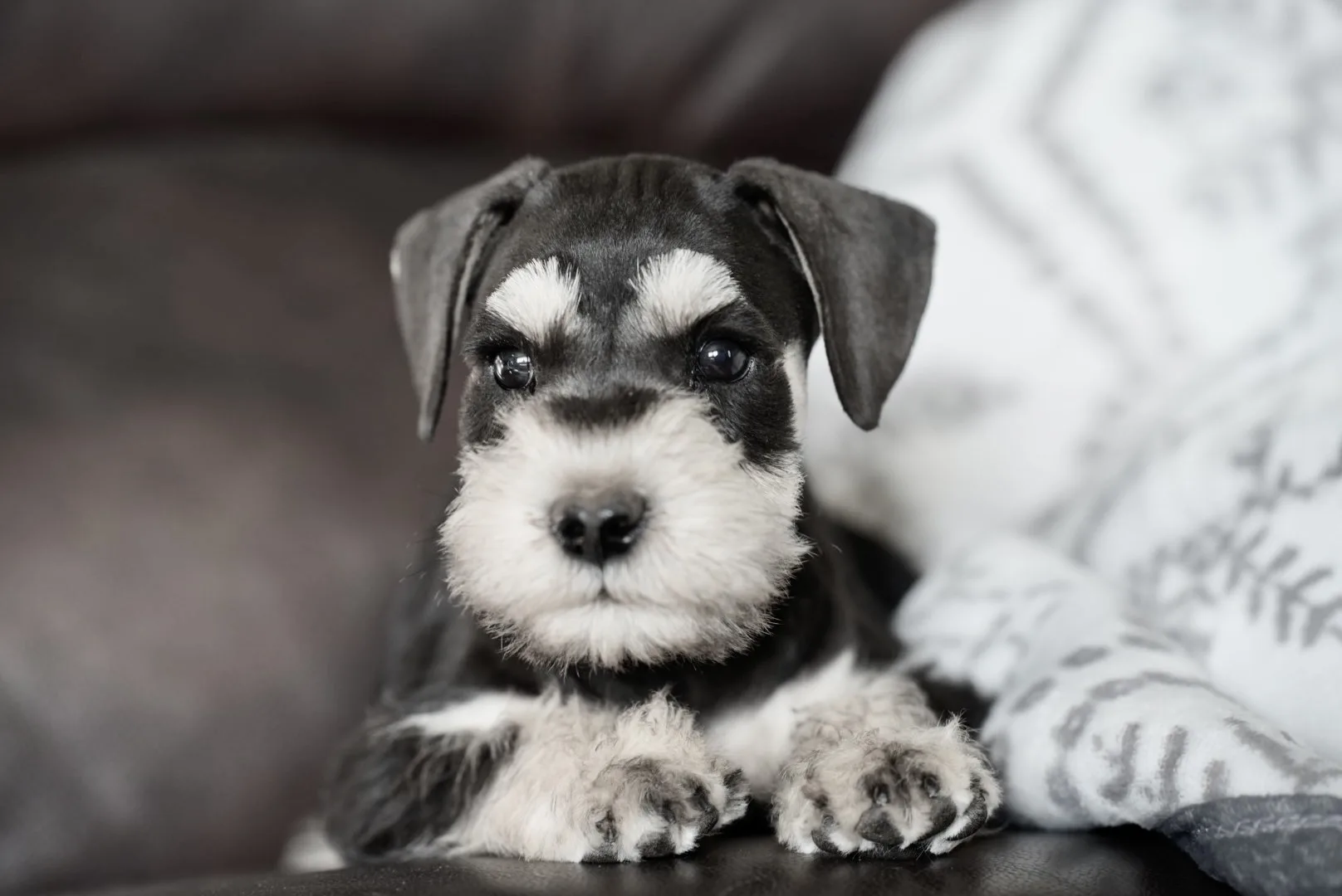 Our Schnauzer Dads