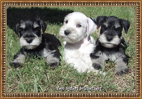black silver schnauzer puppies