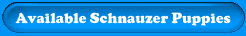 Miniature Schnauzer Puppies Available